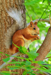 Squirrels in the spring park