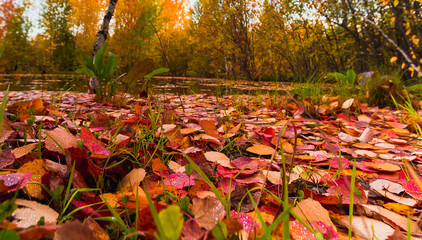 Forest pond covered with colorful fallen leaves.