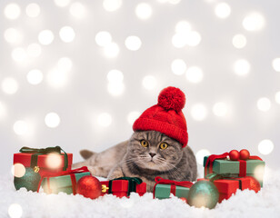 Cat in red hat with gifts on a Christmas winter background. Scottish cat with Christmas decorations in the snow. New Year greeting card. Space for text. Symbol of the year 2023.
