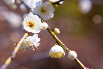 吉野公園の白梅の花	