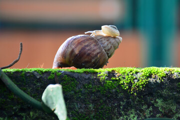 Mini snail on green moss