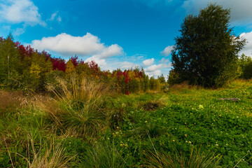 Autumn landscape near the forest lake on a clear day