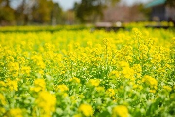 Obraz premium 菜の花畑 