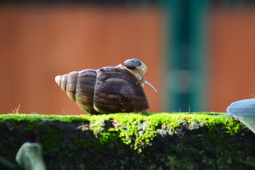 Mini snail on green moss