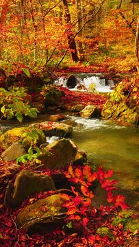 Beautiful landscape of red maple leaves blowing in wind and flowing water in a forest in autumn or fall, Oirase River in Aomori Prefecture in Japan, Vertical video for smartphone footage, Travel