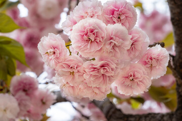 Pink cherry blossom are bloom in Fukuoka city, JAPAN.