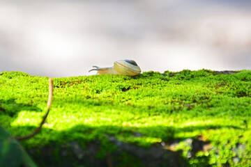 Mini snail on green moss