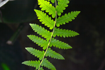 green leave with dark background