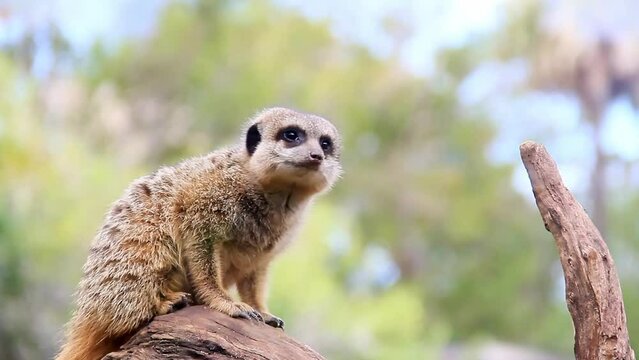 Close-up shot of a meerkat on a withered tree
