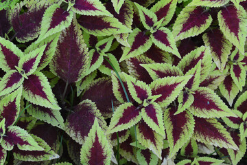 Multi color of leaves for abstract background