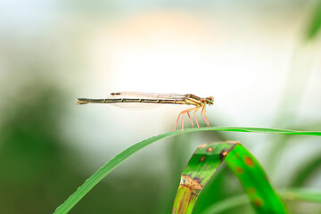 A damselfly on a blade of grass