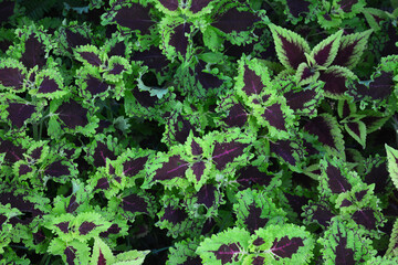 Multi color of leaves for abstract background