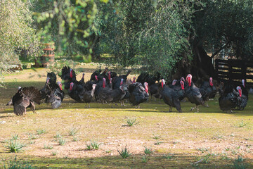 View of bronze and black turkey flock on a farm, brood turkeys on chicken coop, large turkey feed and stroll in the garden yard on an animal farm ready for Thanksgiving or Christmas