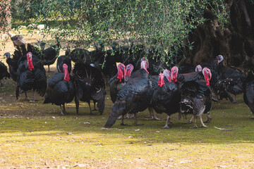 View of bronze and black turkey flock on a farm, brood turkeys on chicken coop, large turkey feed...