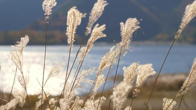close up of Japanese pampas grass swaying in the wind in autumn, tourism in Japan, Japanese nature