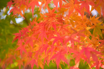 Obraz na płótnie Canvas 紅葉の京都嵐山