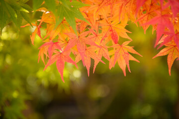 紅葉の京都嵐山