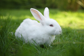 Cute white rabbit on green grass outdoors