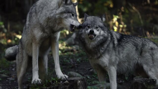 timberwolves fighting snapping and biting slomo