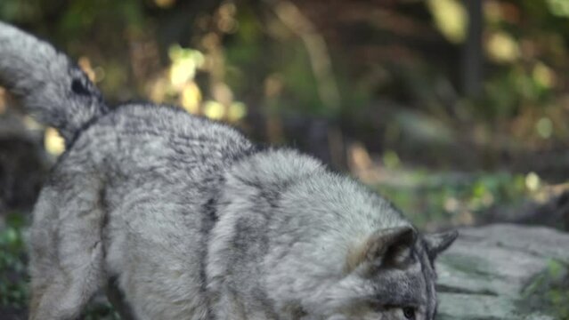 timber wolves running and fighting slomo