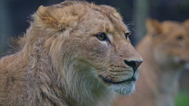closeup of a majestic lion