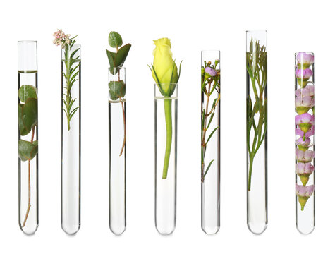 Set with different plants in test tubes on white background