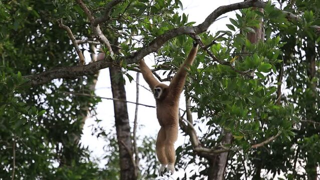 Gibbons are in the phylum of vertebrates. Primates are tailless apes. Gibbons are classified in the family, being on a tree swinging from a branch.