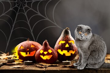 Halloween fresh ripe pumpkin lantern and cute cat