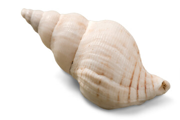 Decorations of seashell or ocean mollusk. Underwater life