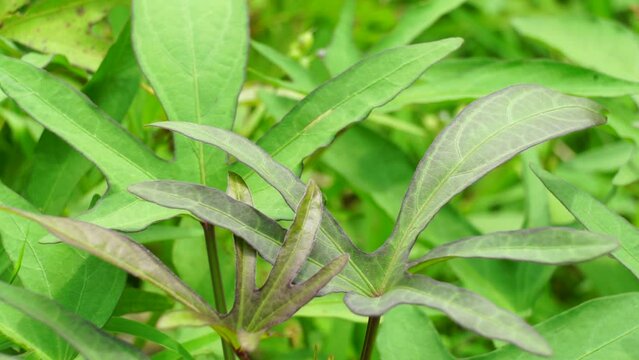 Sweet potatoes leave in the nature. Sweet potato leaves are medium to large in size and are cordate, or heart-shaped with pointed tips. Javanese call it "telo rambak"