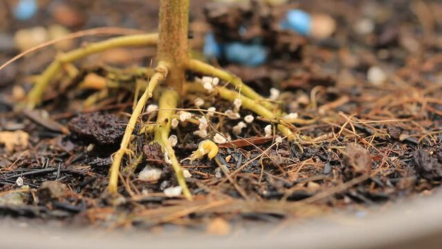 A new born grasshopper