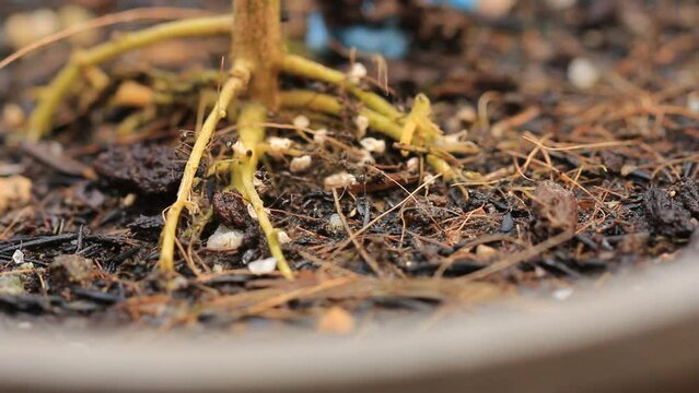 A new born grasshopper