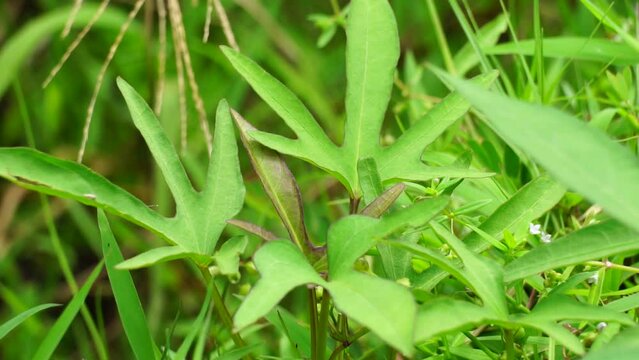 Sweet potatoes leave in the nature. Sweet potato leaves are medium to large in size and are cordate, or heart-shaped with pointed tips. Javanese call it "telo rambak"