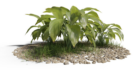 3d illustration of  garden plants isolated on transparent background via an alpha channel. High resolution for digital composition.