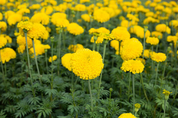 Yellow marigold flower in garden