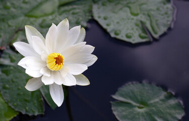 Nymphaea lotus flower with leaves, Beautiful blooming water lily