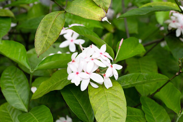 Ixora flower in the garden