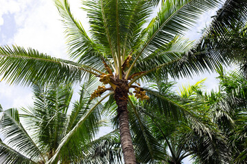Fototapeta na wymiar Coconut tree with bunches of yellow coconut fruits