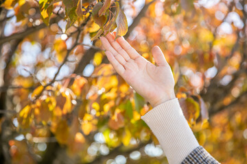紅葉と女性の手元　Autumn