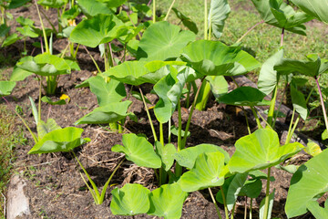 Taro garden, taro planting plot