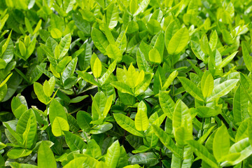 Fototapeta na wymiar Ixora plant in the garden