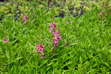 Beautiful angelonia goyazensis benth in the park