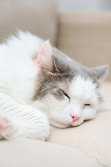 Fototapeta na wymiar ソファの上に寝ている白猫のアップ