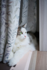 窓のカーテンの隣でリラックスしている白猫が外を見ている