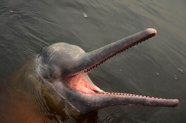 pink river dolphin © Matheus