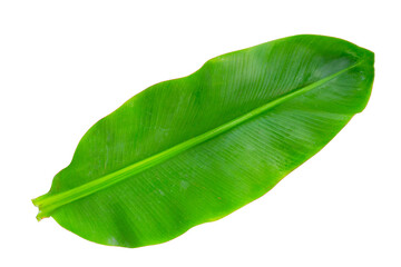 Fresh banana leaf on white background.