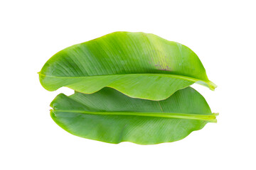 Obraz premium Fresh banana leaves on white background.