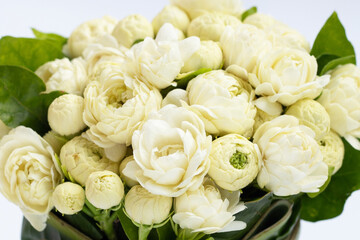 Jasmine flower on white background.