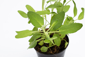 Fresh sage growing in black pot