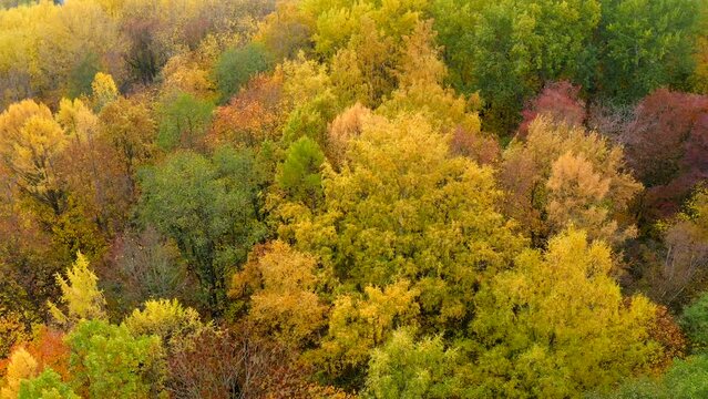 Autumn pattern from trees covered with golden leavesFlight on a copter in a circle over the tops of trees of different types with incredibly beautiful multi-colored foliage in autumn.